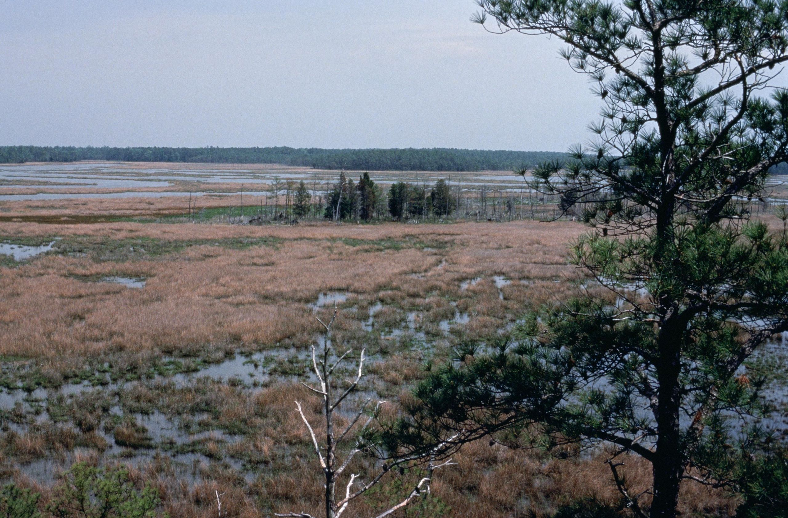 Chesapeake Bay wetlands Maryland